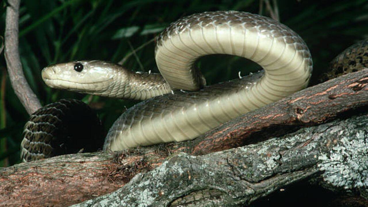 Black mamba is the fastest snake on Earth: How it hunts, strikes and captures prey with remarkable efficiency