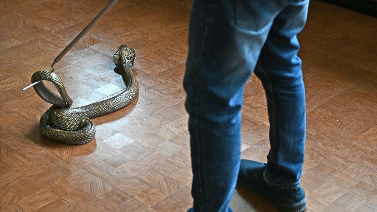 Kerala rolls out action plan to combat snakebite deaths