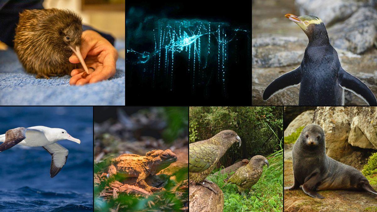 How New Zealand is protecting some of the world’s rarest wildlife