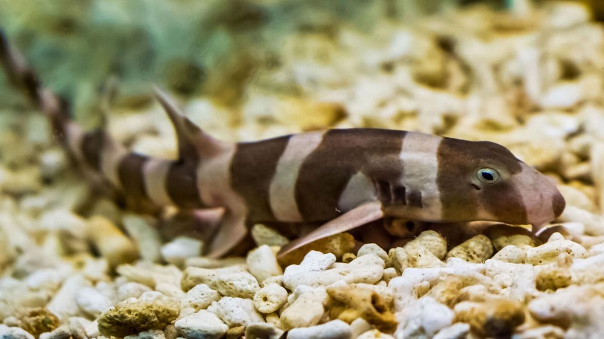 VGP Marine Kingdom releases captive-bred banded bamboo sharks into ocean